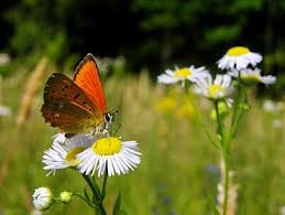butterfly !!! x
