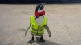 /album/fotogalerij/pinguin-jpg/