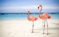 /album/fotogalerij/flamingo-jpg/