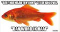 /album/fotogalerij/goudvis-jpg/