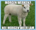 /album/fotogalerij/lammetje-jpg/