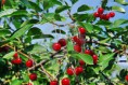 /album/fotogalerij/kersenboom-jpg/