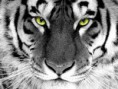 /album/fotogalerij/tijger-jpg/