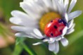 /album/fotogalerij/lieveheersbeestje-jpg/